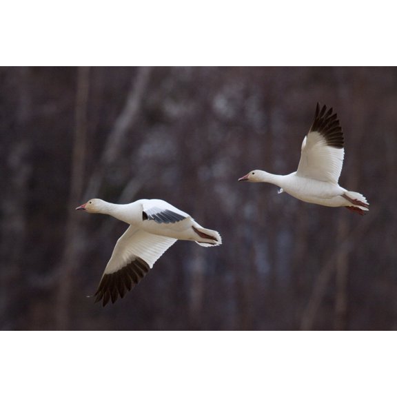 Two Snow Geese In Flight During Spring In The Matanuska Valley Southcentral Alaska Poster Print