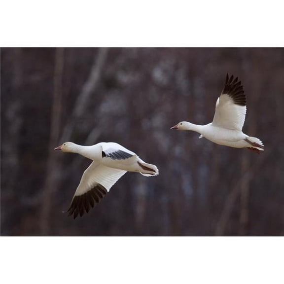 Two Snow Geese in Flight During Spring in The Matanuska Valley Southcentral Alaska Poster Print