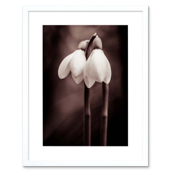 Two Snowdrops Photograph Art Print Framed Poster Wall Decor 9x7 inch