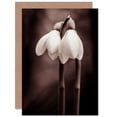 thumbnail image 1 of Two Snowdrops Photograph Greetings Card Plus Envelope Blank inside, 1 of 3
