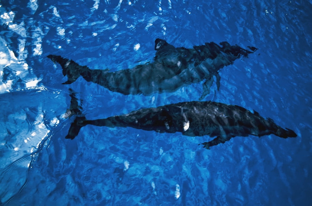 Two Spinner Dolphins In Ocean Canvas Art - Paul Miles Design Pics (38 x 24)