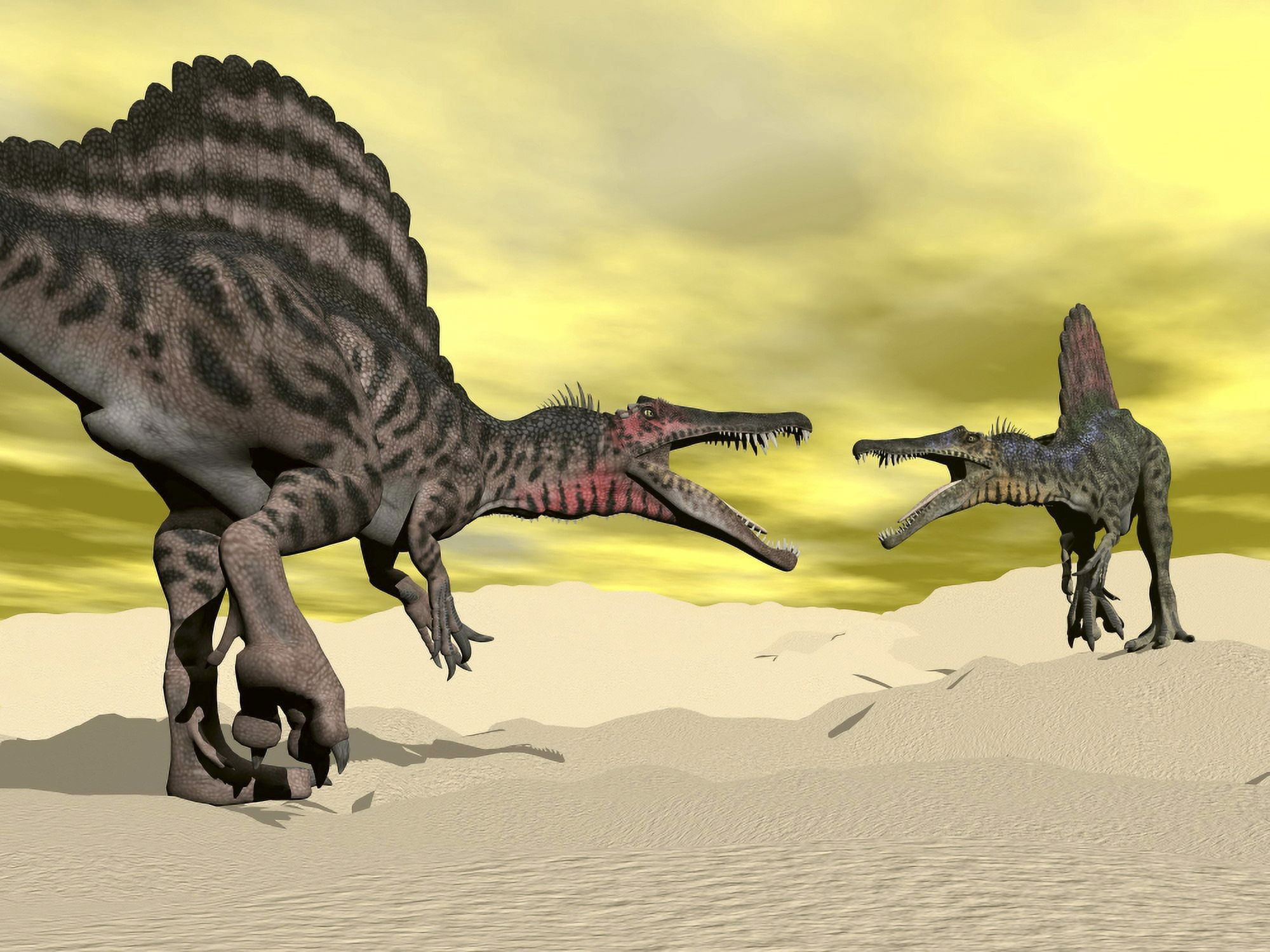 Two Spinosaurus dinosaur fighting in the desert Canvas Art - Elena DuvernayStocktrek Images (17 x 13)