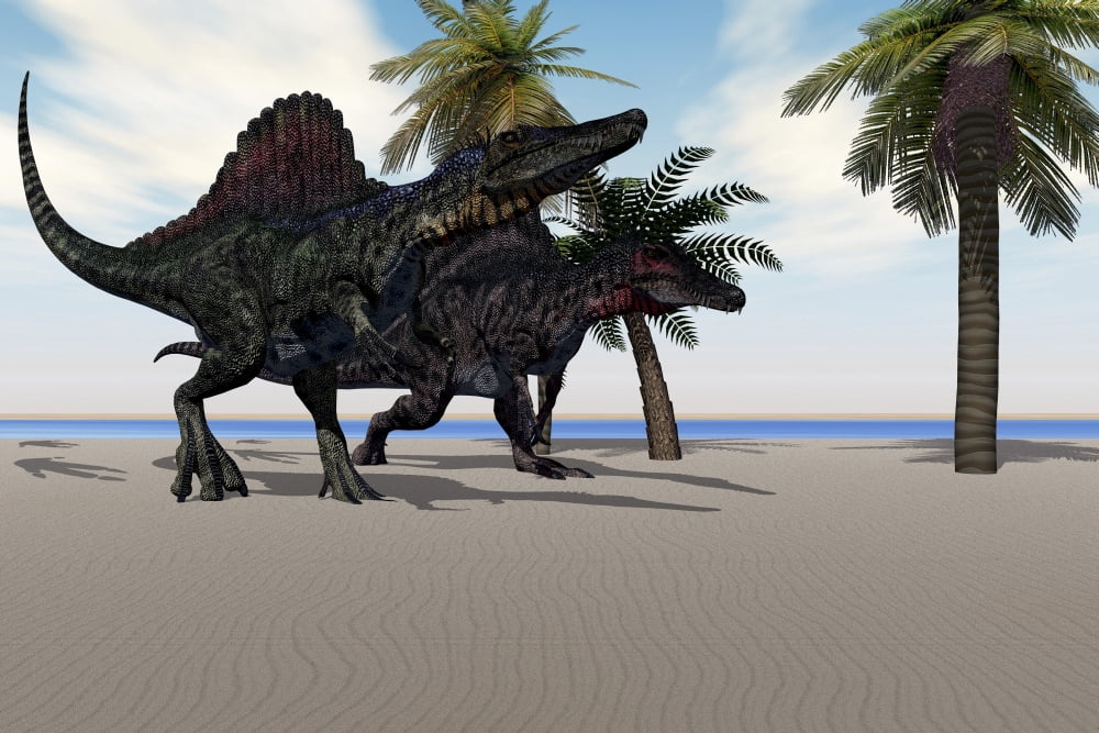 Two Spinosaurus dinosaurs amble down a beach looking for food Canvas Art - Corey FordStocktrek Images (18 x 12)