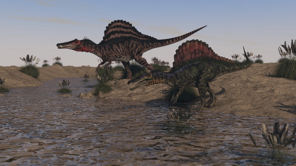 Two Spinosaurus dinosaurs hunting for food Canvas Art - Kostyantyn IvanyshenStocktrek Images (37 x 21)