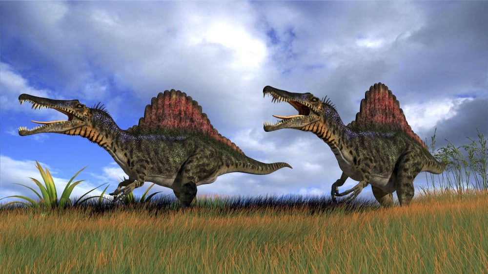 Two Spinosaurus dinosaurs hunting in prehistoric grasslands Canvas Art - Kostyantyn IvanyshenStocktrek Images (19 x 11)