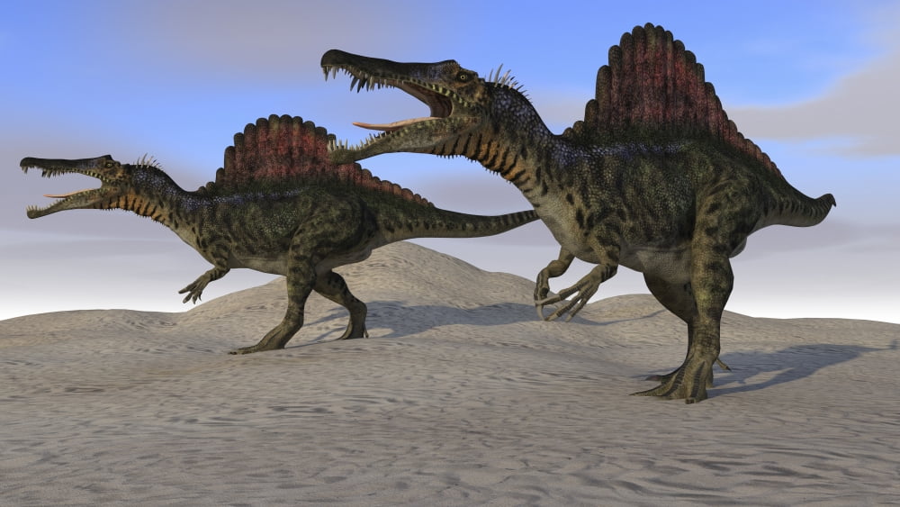 Two Spinosaurus dinosaurs hunting on desert terrain Canvas Art - Kostyantyn IvanyshenStocktrek Images (38 x 22)