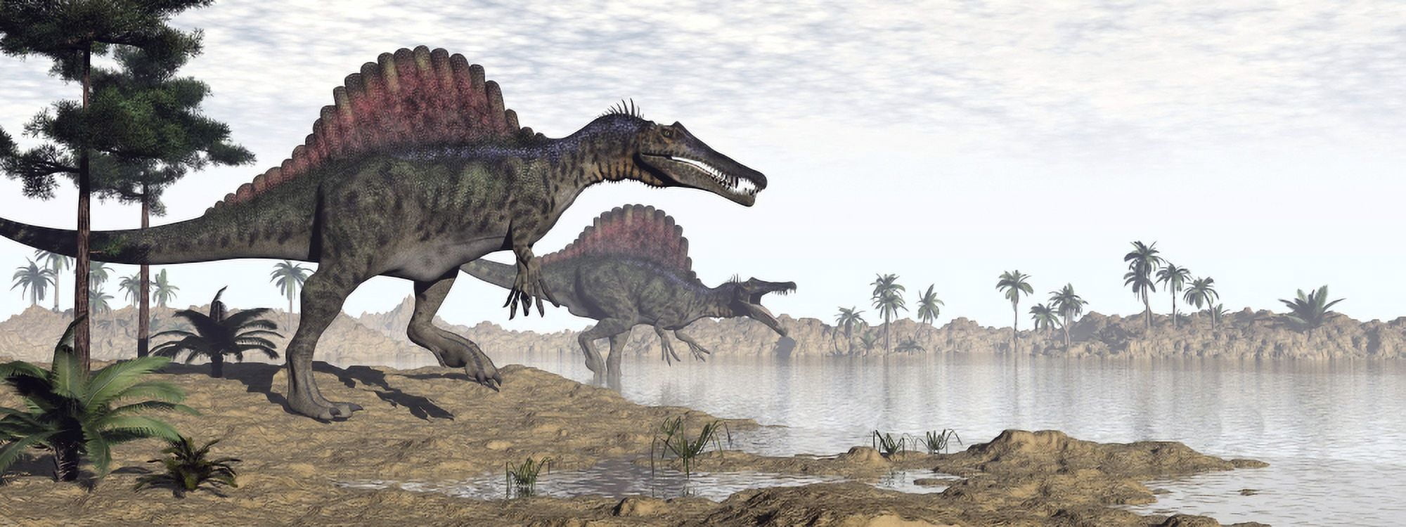 Two Spinosaurus dinosaurs walking to the water in a desert landscape Canvas Art - Elena DuvernayStocktrek Images (23 x 9)