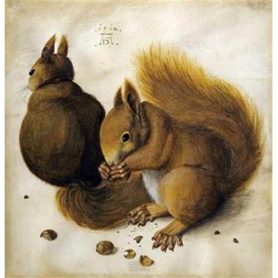 Two Squirrels One Eating A Hazelnut Poster Print by Albrecht Durer - 12 x 12 - Small