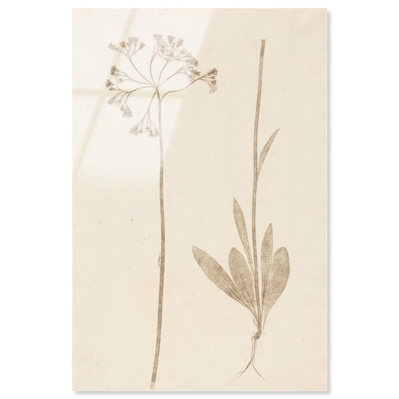 Two Stems Acrylic Print Botanical Art by Art Remedy, Ready to Hang, 10 x 15