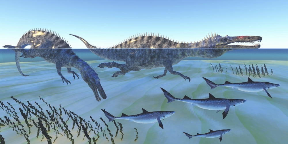 Two Suchomimus dinosaurs hunting small sharks Canvas Art - Corey FordStocktrek Images (40 x 20)