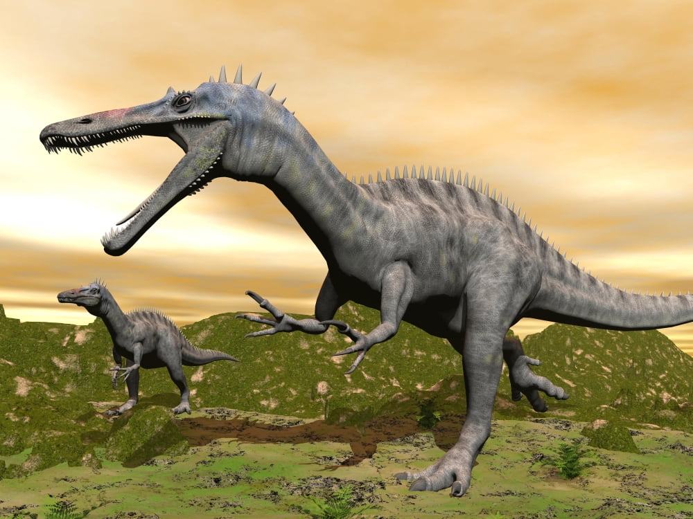 Two Suchomimus dinosaurs running Canvas Art - Elena DuvernayStocktrek Images (17 x 13)