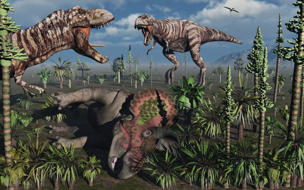 Two T Rex dinosaurs confront each other over a dead Triceratops Canvas Art - Mark StevensonStocktrek Images (18 x 12)
