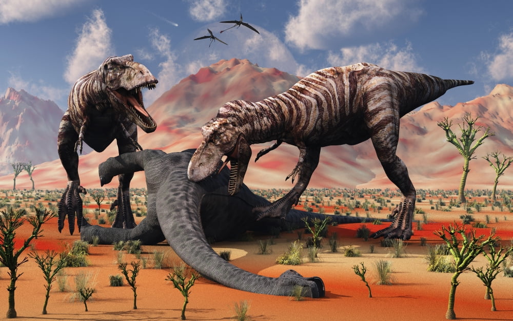 Two T Rex dinosaurs feed on the remains of a dead sauropod Canvas Art - Mark StevensonStocktrek Images (36 x 23)