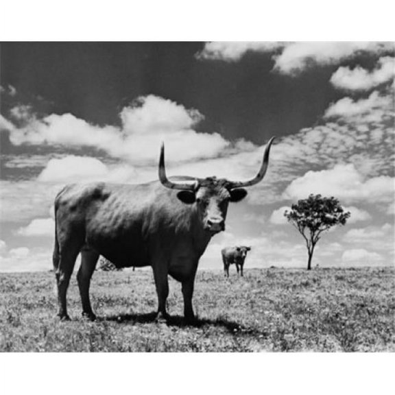 Two Texas Longhorn Cattle Standing in A Field Poster Print, 24 x 36 - Large