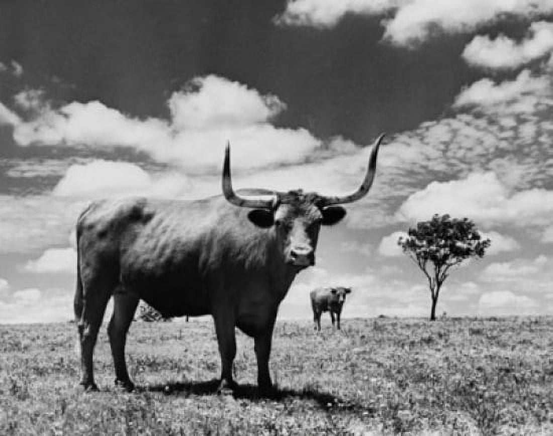 Two Texas Longhorn cattle standing in a field Canvas Art - (18 x 24)