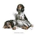 thumbnail image 1 of Two Tortoiseshell Spaniels Poster Print By Mary Evans Picture Library (24 X 36), 1 of 4