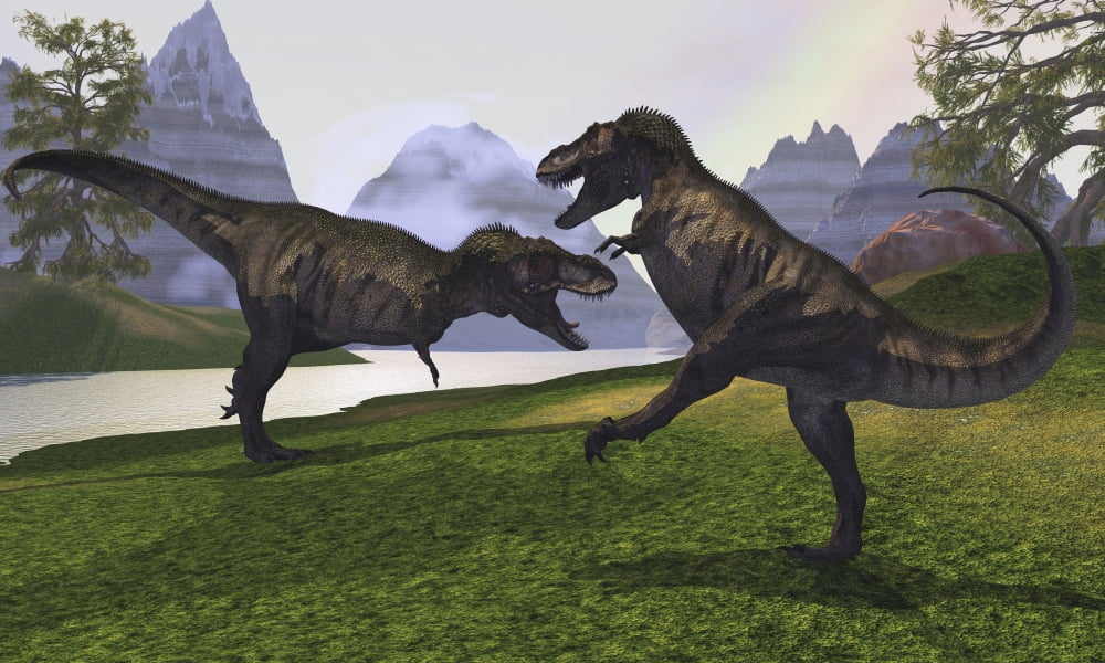 Two Tyrannosaurus Rex dinosaurs fight for the right of a territory Canvas Art - Corey FordStocktrek Images (36 x 22)