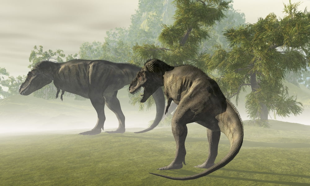 Two Tyrannosaurus Rex rest in the early morning light before the days hunt Canvas Art - Corey FordStocktrek Images (18 x 11)
