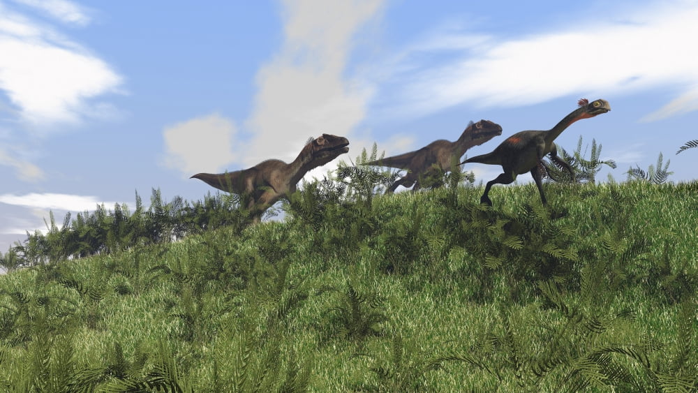 Two Utahraptors chasing a Gigantoraptor across a grassy field Canvas Art - Kostyantyn IvanyshenStocktrek Images (38 x 22)