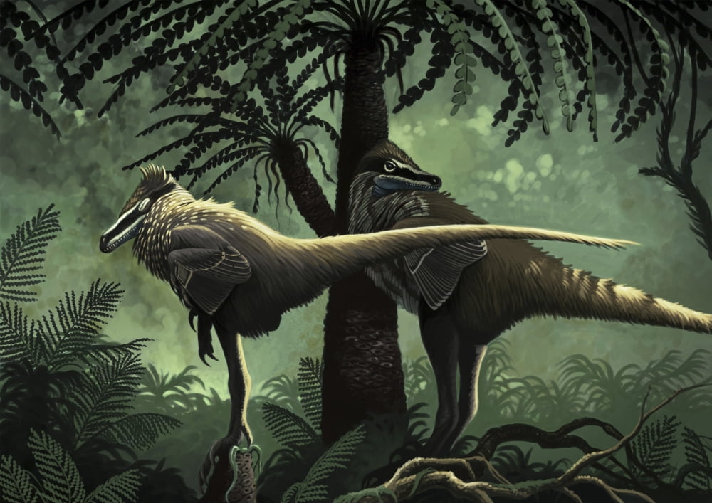 Two Variraptor mechinorum rest in the shadow of a cycad Canvas Art - Roman Garcia MoraStocktrek Images (17 x 12)