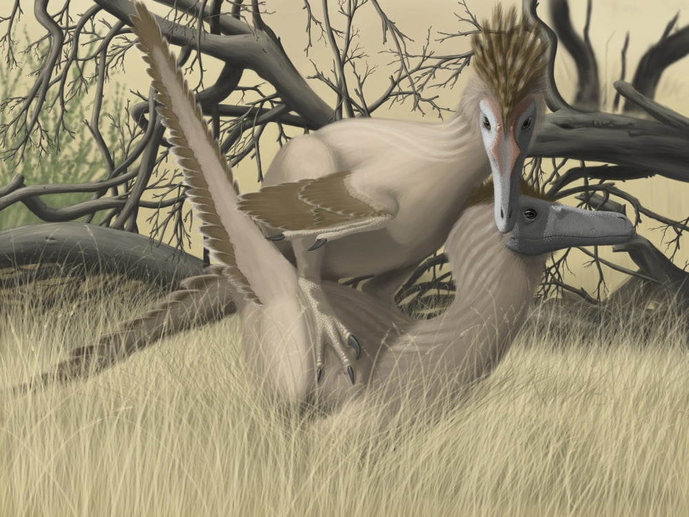 Two Velociraptors during mating season Canvas Art - Michele DessiStocktrek Images (33 x 25)