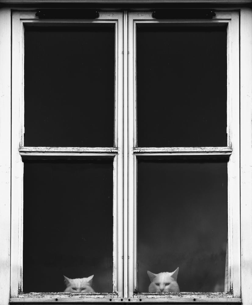 Two White Cats Sitting Side By Side Looking Out A Window Gatehouse Of Fleet Dumfries Scotland Canvas Art - John Short  Design Pics (14 x 17)