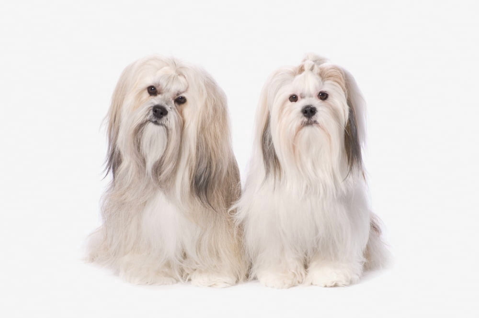 Two White Lhasa Apso Puppies St Albert Alberta Canada Canvas Art - Corey Hochachka Design Pics (19 x 12)