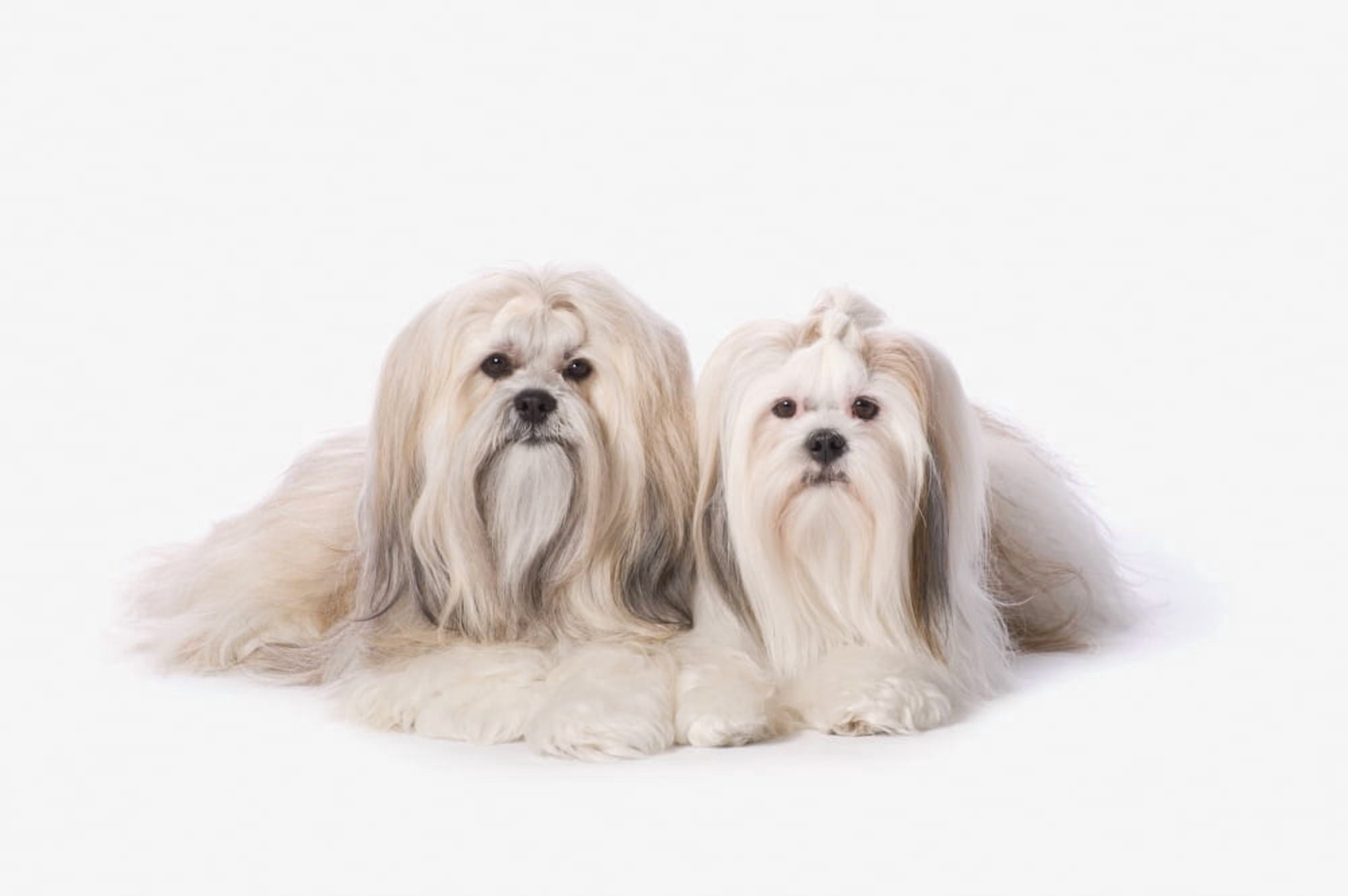 Two White Lhasa Apso Pupppies St Albert Alberta Canada Canvas Art - Corey Hochachka Design Pics (19 x 12)