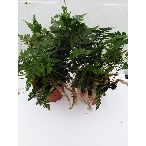 Two White Rabbit's Foot Fern 4" Pot - Davallia
