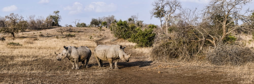 Two White Rhinoceros (Ceratotherium simum) in a forest Mala Game Reserve South Africa Canvas Art - Panoramic Images (27 x 9)