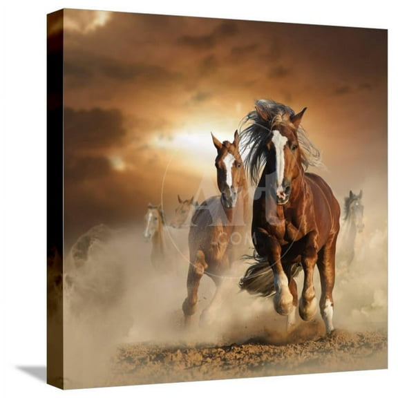 Two Wild Chestnut Horses Running Together in Dust, Front View, Animals Stretched Canvas Wall Art by mariait Sold by Art.Com