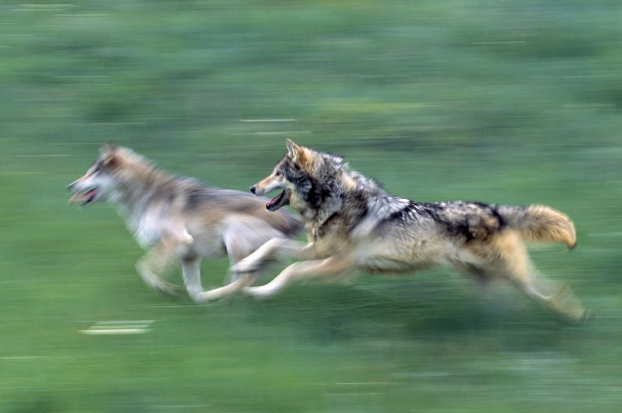 Two Wolves In Mountain Meadow Canvas Art - Natural Selection David Ponton Design Pics (18 x 12)