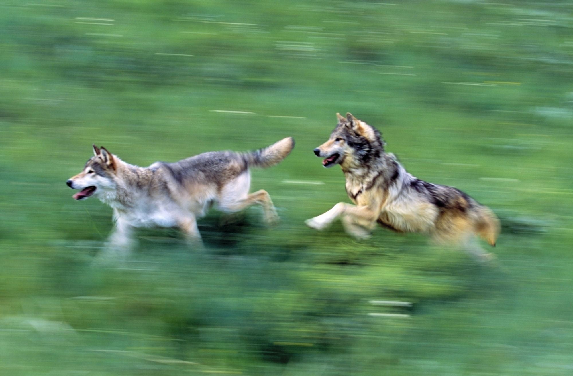 Two Wolves Running Through Meadow Canvas Art - Natural Selection David Ponton Design Pics (36 x 24)