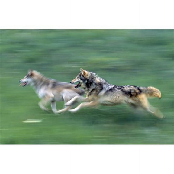 Two Wolves in Mountain Meadow Poster Print by Natural Selection David Ponton, 36 x 24 - Large