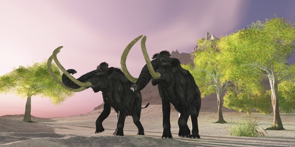 Two Woolly Mammoths searching for better vegetation to eat Canvas Art - Corey FordStocktrek Images (40 x 20)