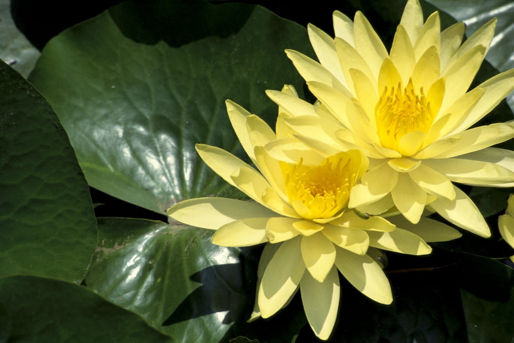 Two Yellow Water Lilies Close-Up Lily Pad Canvas Art - Bill Schildge Design Pics (19 x 12)