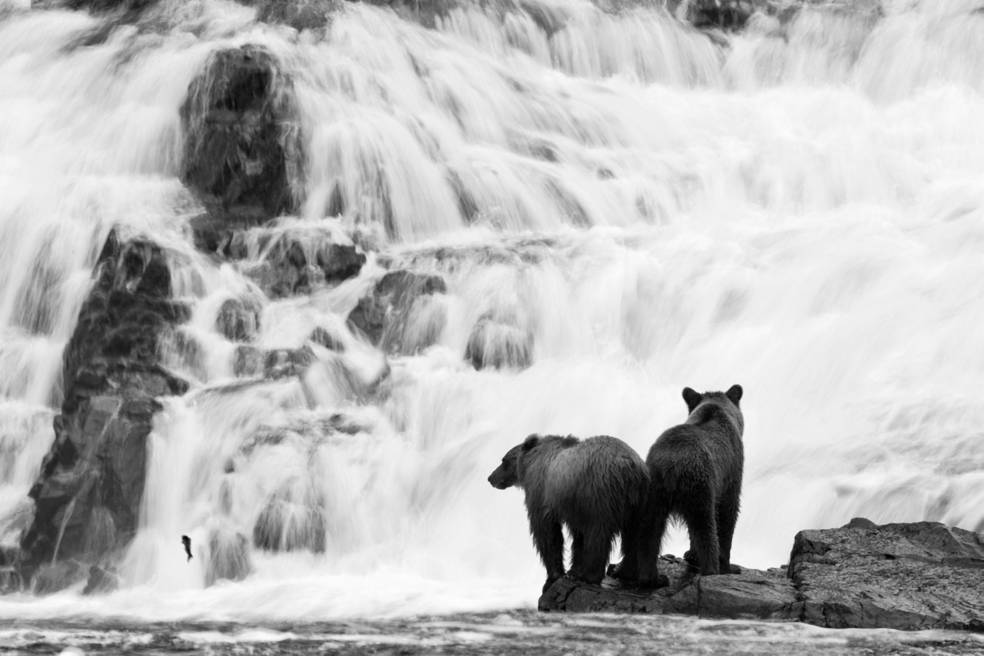 Two Young Brown Bears Fishing For Salmon At The Base Of A Waterfall In The Tongass National Forest Southeast Alaska Summer Digitally Altered Canvas Art - John Hyde Design Pics (19 x 12)