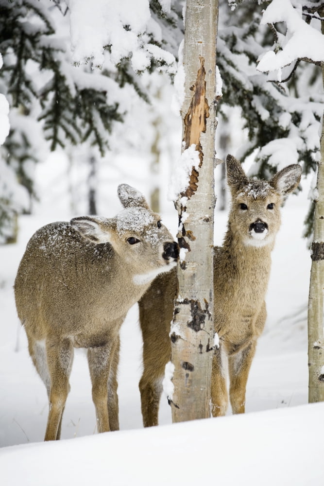 Two Young Deer In A Snow Covered Forest Chewing On Tree Bark Kananaskis Country Alberta Canada Canvas Art - Michael Interisano Design Pics (12 x 19)