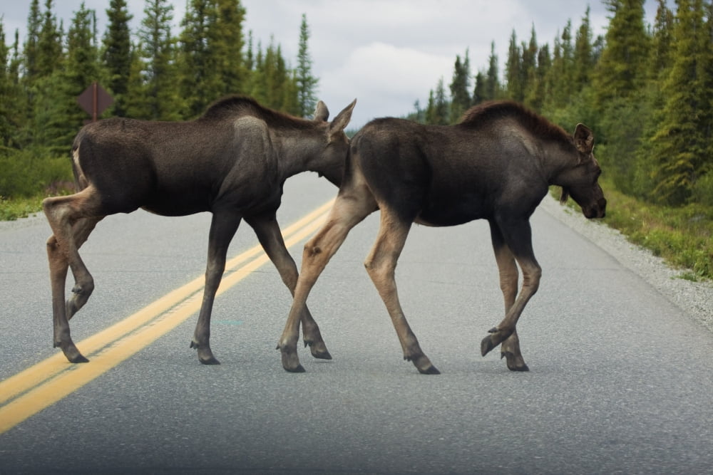 Two Young Moose Calves Cross The Park Road In Denali National Park Interior Alaska Summer Canvas Art - Lynn Wegener Design Pics (17 x 11)