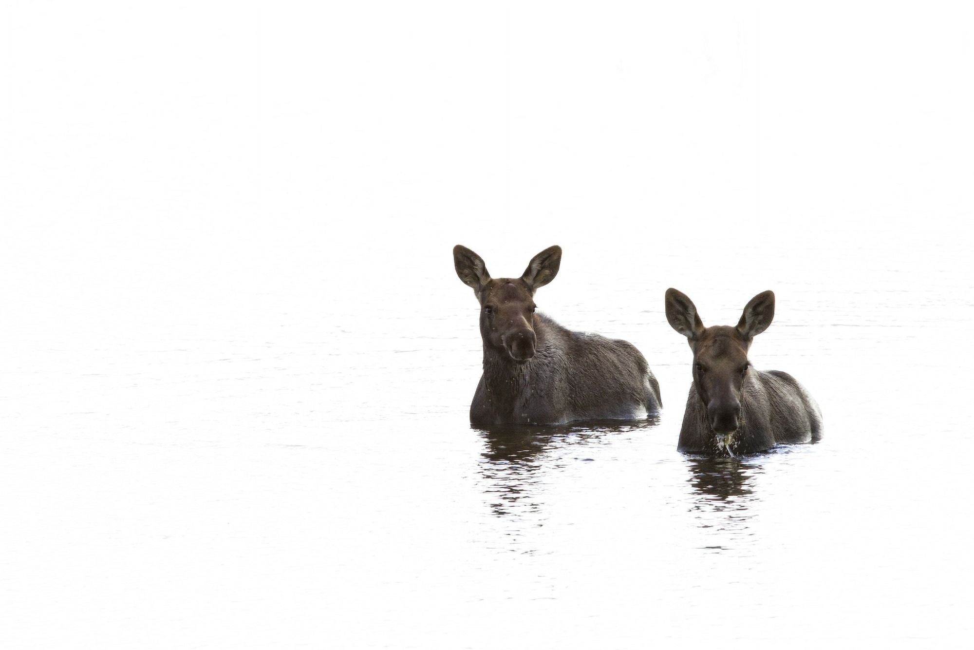 Two Young Moose In A Pond Along The Dempster Highway Yukon Canada Canvas Art - Robert Postma Design Pics (18 x 12)
