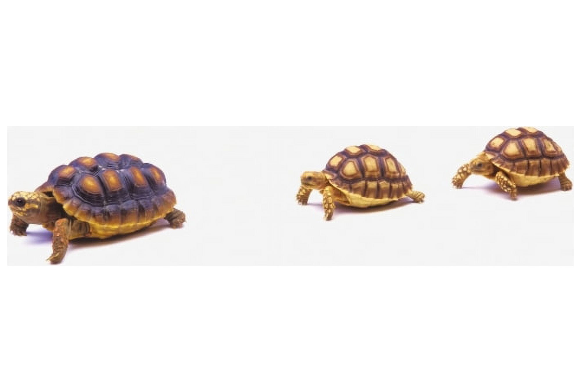 Two Young Red-Legged Turtles Following Mother TurtleVancouver British Columbia Canada Canvas Art - Thomas Kitchin & Victoria Hurst Design Pics (16 x 11)