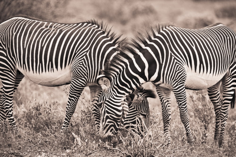 Two Zebras Grazing Together Kenya Canvas Art - David DuChemin Design Pics (38 x 24)