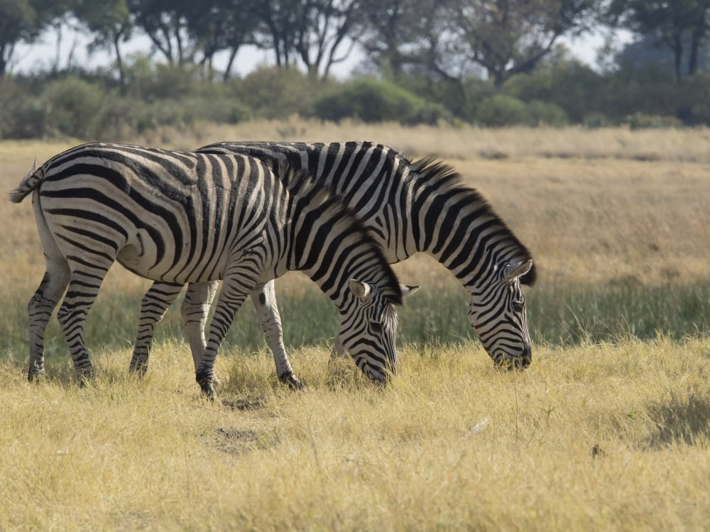 Two Zebras eating grass Moremi Game Reserve Okavango Delta Ngamiland Botswana Canvas Art - Panoramic Images (12 x 16)