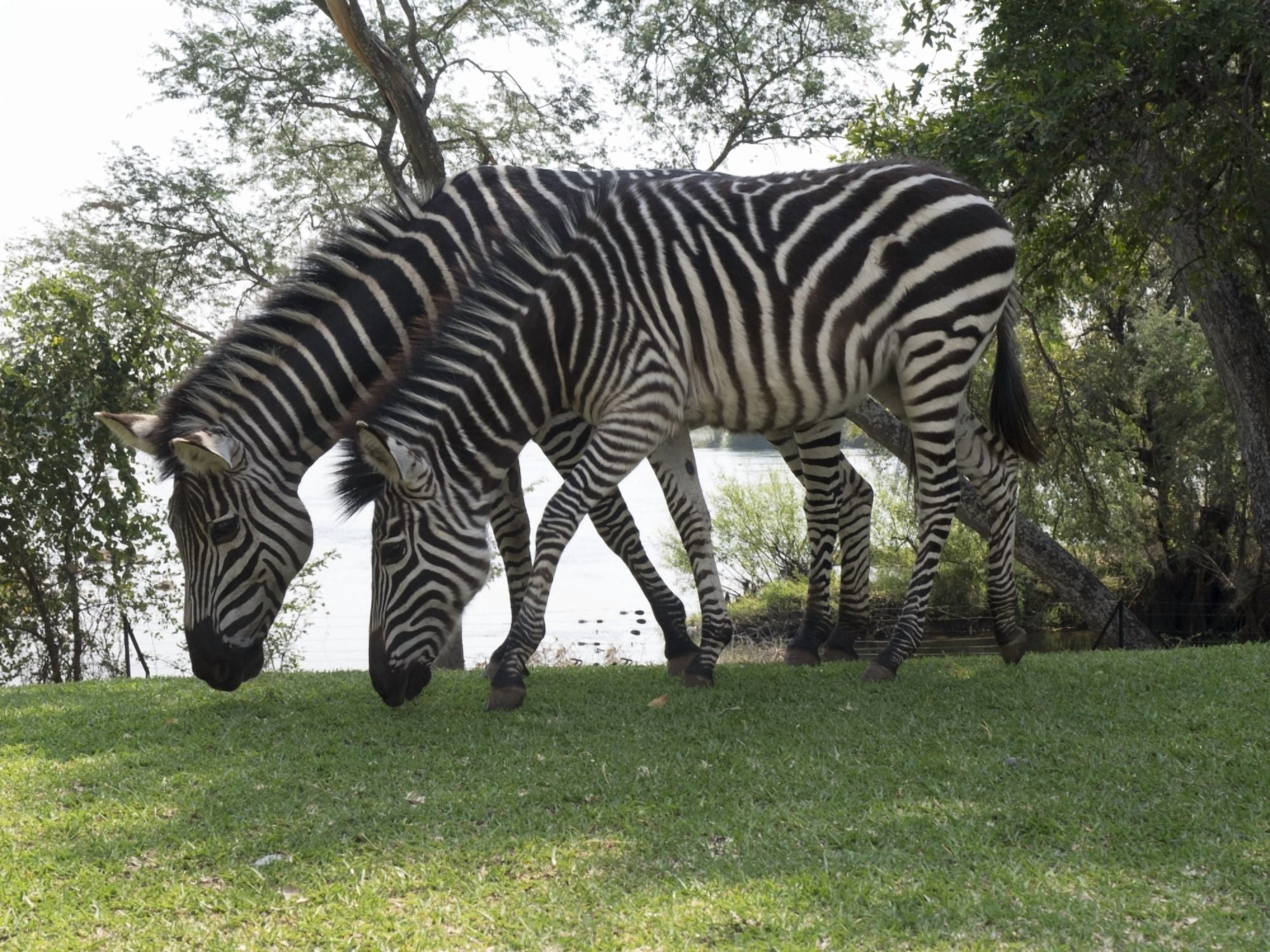 Two Zebras eating grass at Royal Livingstone Hotel Livingstone Zambia Canvas Art - Panoramic Images (12 x 16)