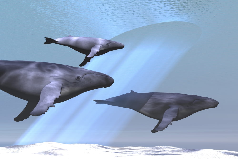 Two adult humpback whales escort a baby calf Canvas Art - Corey FordStocktrek Images (18 x 12)