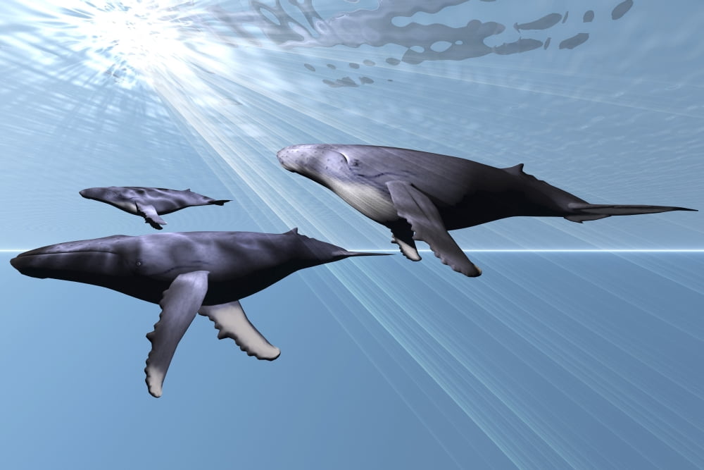 Two adult humpback whales with a small calf Canvas Art - Corey FordStocktrek Images (35 x 23)