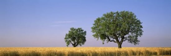 Two almond trees in wheat field Plateau De Valensole France Canvas Art - Panoramic Images (36 x 12)