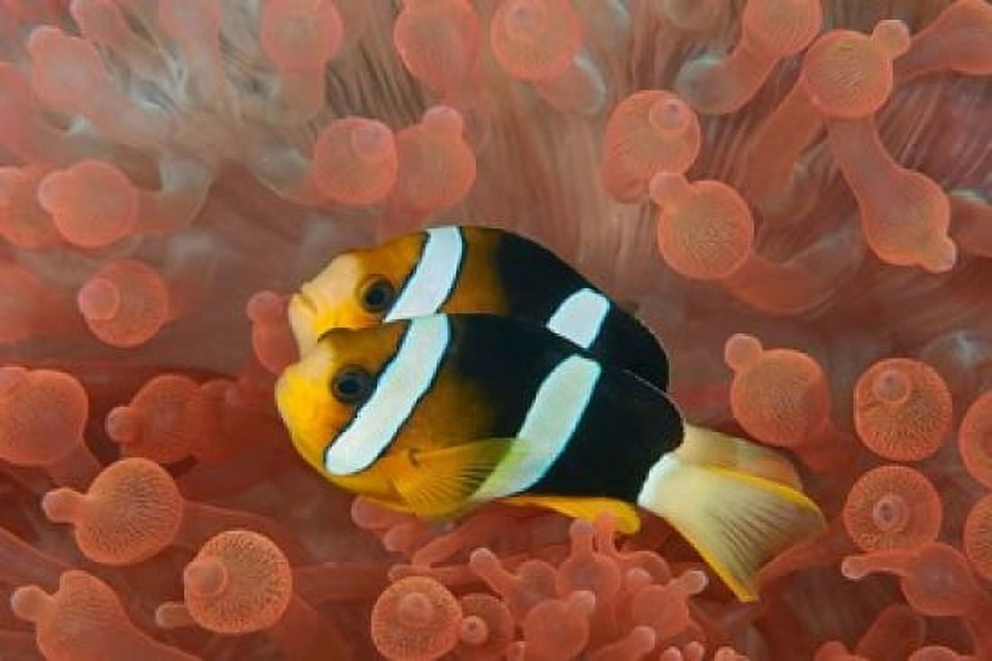 Two anemonefish in protective anemone Raja Ampat Papua Indonesia Canvas Art - Jaynes Gallery DanitaDelimont (26 x 18)