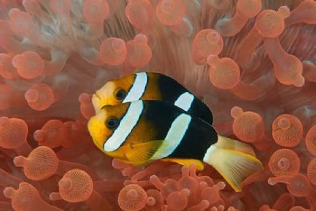 Two anemonefish in protective anemone Raja Ampat Papua Indonesia Canvas Art - Jaynes Gallery DanitaDelimont (36 x 24)