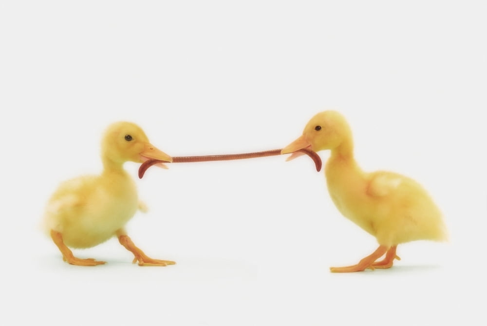 Two baby ducklings fighting over a wormBritish columbia canada Canvas Art - Thomas Kitchin & Victoria Hurst Design Pics (38 x 24)